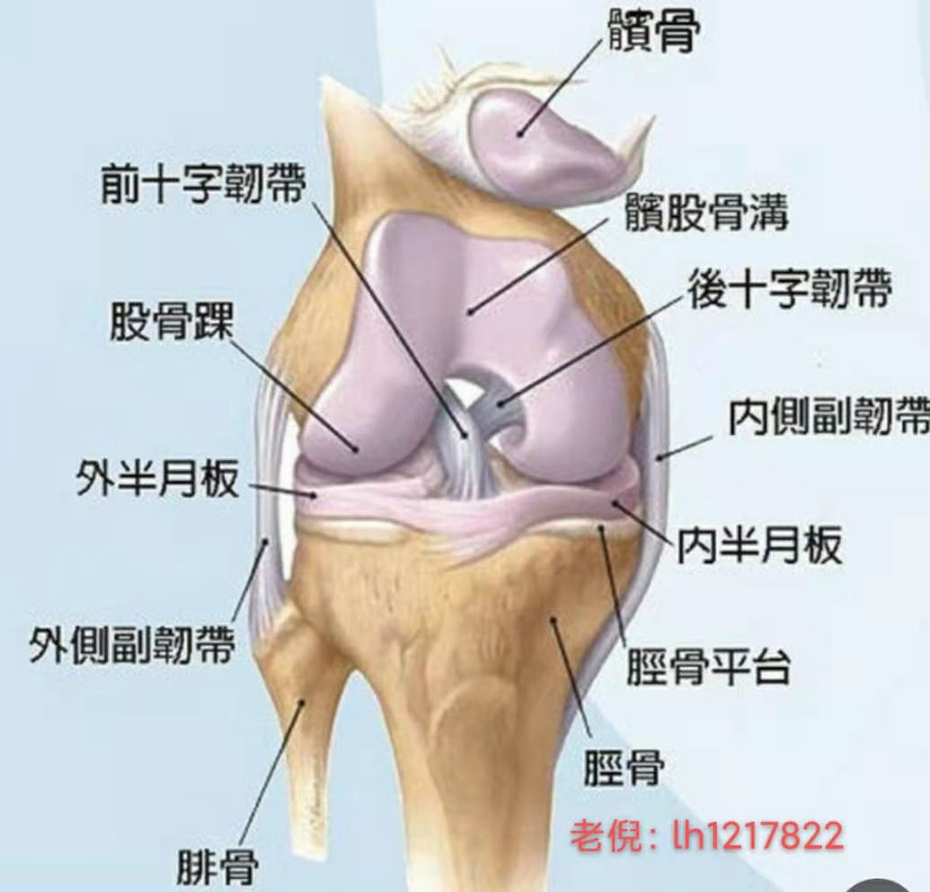 膝盖是人体身体部位,位于大小腿之间的连接部位.